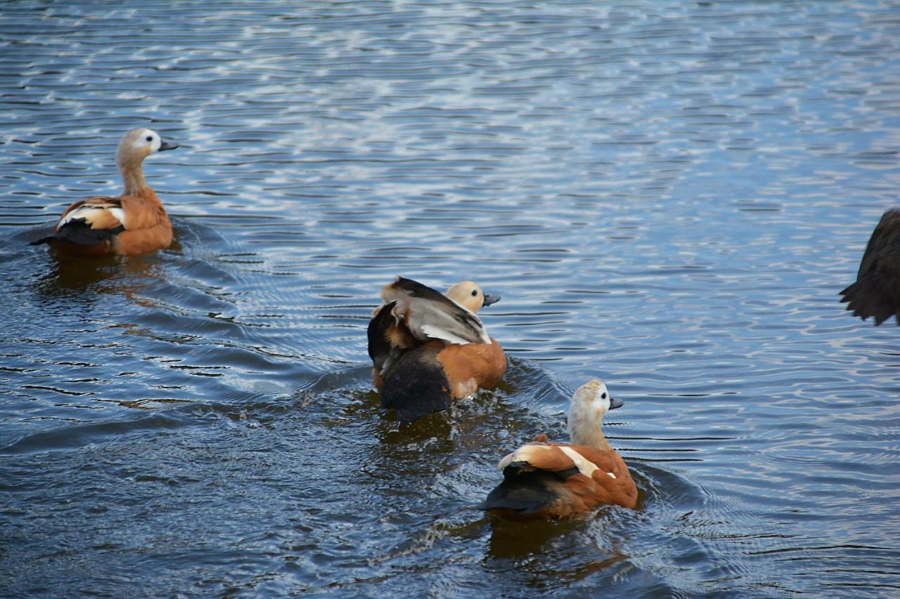 El Jou Nature Sant Corneli Eksteriør bilde